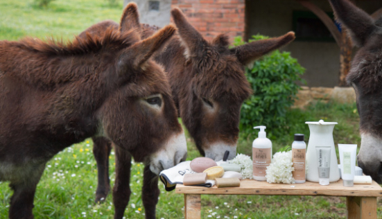 Tout savoir sur les producteurs de lait d'ânesse